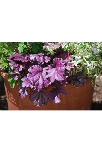 Гейхера гібридна Форевер Пурпур в вазоні